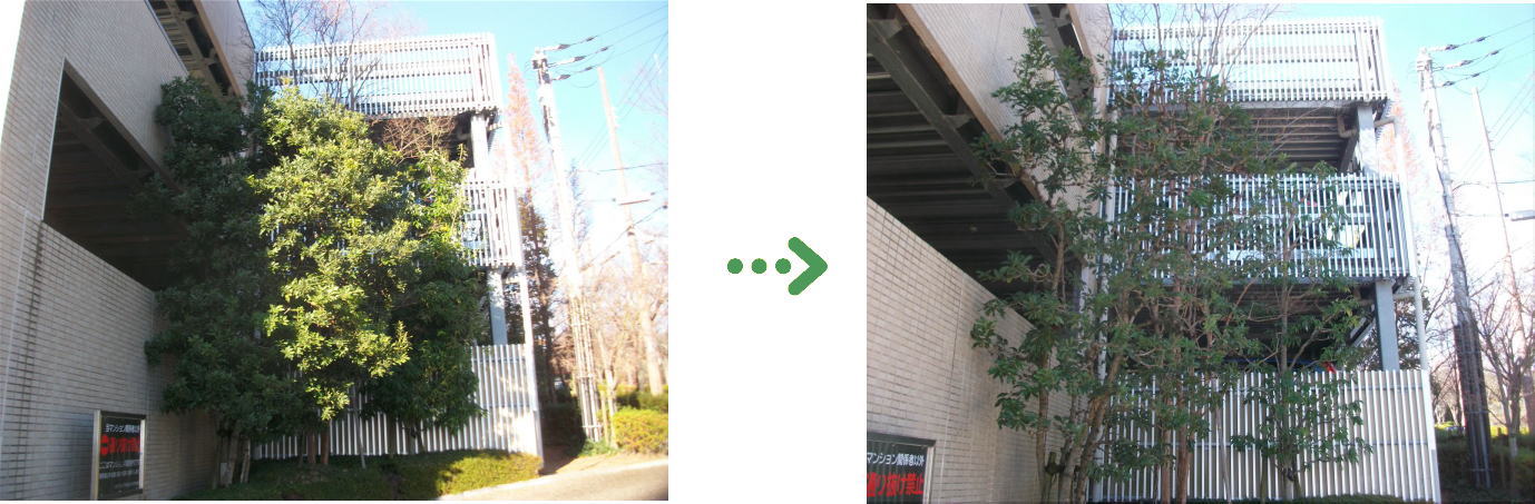 植栽管理の施工前と施工後